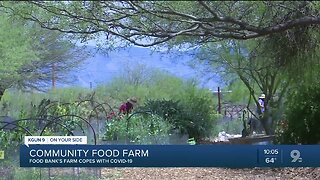 Growing their own food, community farmers cope with social distancing