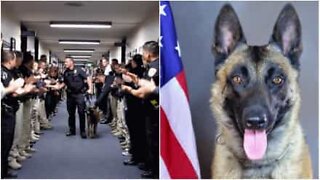 Pensionerad polishund får hedersvakt