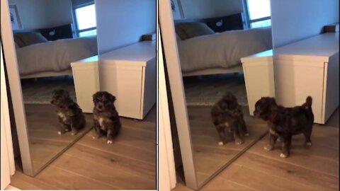 Mirror VS Dogs, Very Funny Video Of Baby Dog - Saw Life
