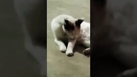 Furry Friends at Play: Hilarious Puppy and Cat Video #puppy #cat #animalfriends #funnyvideo
