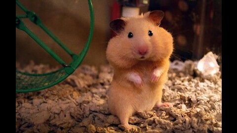 Funny and Cute Hamster Compilation =)