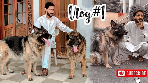 My first vlog | German shephard | #germanshephard #gsdlovers