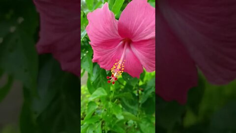 pink flower