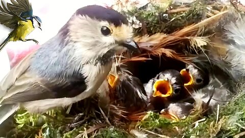 My Favourite Birds Help Them to Saved Baby Birds