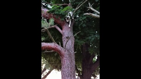 Is Sammy stuck in a tree?サミーは木に刺さっている？