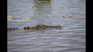 Children panic as huge crocodile swims towards them