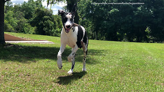 Happy Great Dane Puppy Loves To Run and Sounds Like a Horse