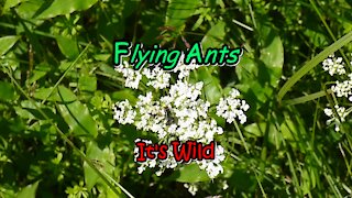 Flying Ants - It's Wild