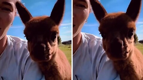 Adorable alpaca makes the cutest appearance on camera