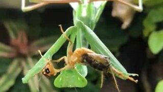 Hungry praying mantis devours cricket