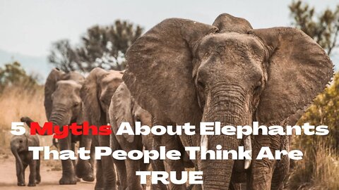 5 Myths About Elephants That People Think Are True