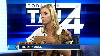 Ask the Expert: The benefits of having a therapy dog