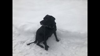 Happy Labrador dog plays in snow