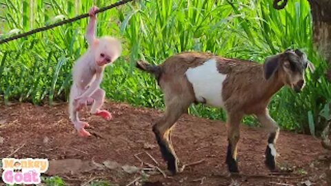 Baby monkey is worried when she doesn't see goat