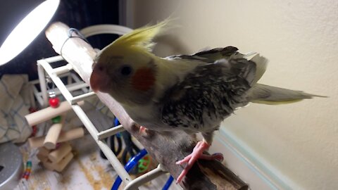 Cockatiel drying after bath