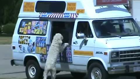 Excited dog visits ice cream truck