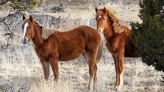 Photographing Wild Horses Adventure