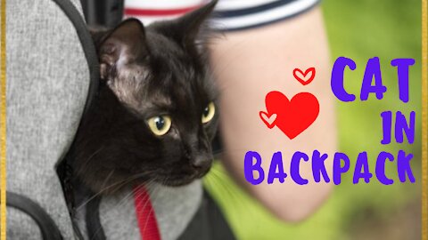 A Cat a backpack and a surprise - you will not believe it!