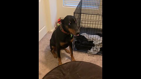 Which Doberman is guilty of destroying the couch?