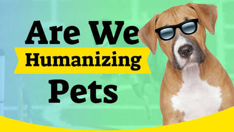 Are We Humanizing Pets - What Does It Mean To Humanize Your Pet