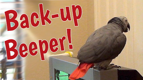 Talking parrot gives warning as he backs up