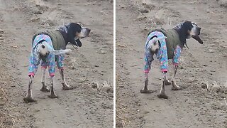 Adventurous Dog Has Some Nice "Shoes" Make Out Of Mud