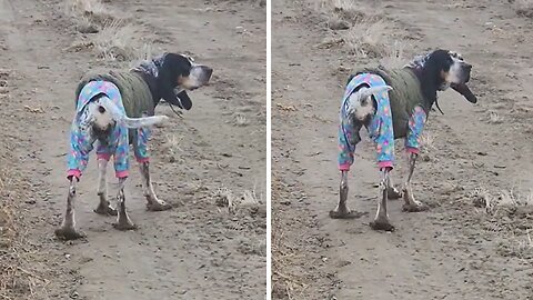 Adventurous Dog Has Some Nice "Shoes" Make Out Of Mud