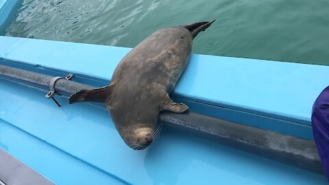 Seal Pup Performs Super Adorable Trick For Spectators