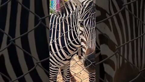 #zebra #zoo #enjoy #subscribe #ytshorts #nature #support #trending #everyoneactive #shorts #everyone