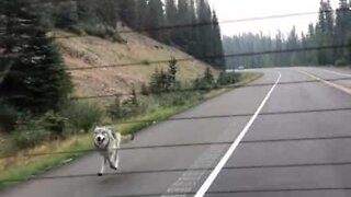 Un lupo insegue una famiglia in auto!