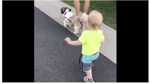 Baby boy takes his doggy for a walk