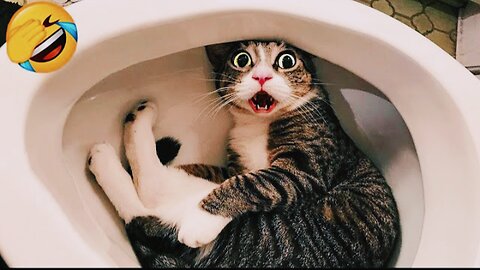 Funny Cat videos 😂 😂 😂