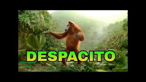 Despacito - Orangutan Dancing