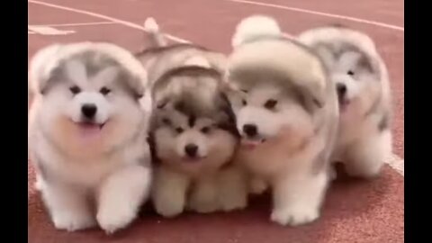 Funniest moments of Alaskan Malamute puppies