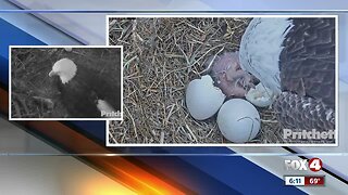 Harriet and M15 welcome new eaglet to the Eagle Cam nest