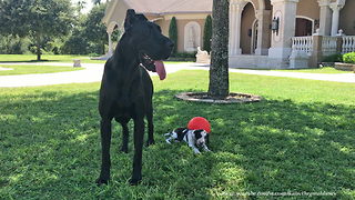 Great Dane Stands Guard Over Tiny Puppy