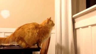 Cat fails to land high-risk jump