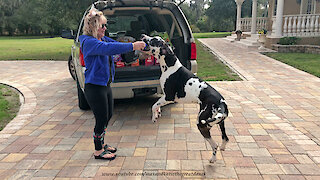 Excited Great Danes Love To Deliver Cat Food And Groceries