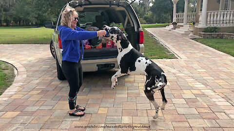 Excited Great Danes Love To Deliver Cat Food And Groceries