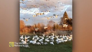 A gaggle of geese create quite the racket in BC, and they just keep coming