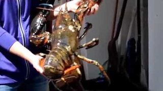 Já alguma vez viu uma lagosta gigante?