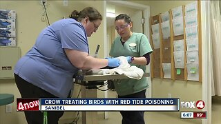 CROW treats birds with red tide poisoning
