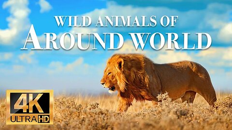 дикие животные со всего мира 4k - Замечательный фильм о дикой природе с успокаивающей музыкой