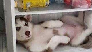 Husky sleeps in fridge to beat the heat
