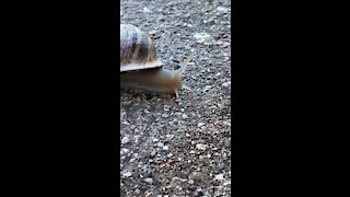 Super slow snail slinking by