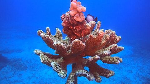 Diving Pebble Beach Hawaii 03/21/21 🤙🤙