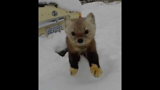 Young Pine Marten checking out camera