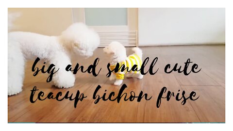 Big and Small cute bichon frise surprising each other