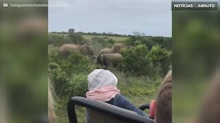 Filhote de elefante escorrega ao lado de turistas na África do Sul
