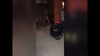 Funny Dog Lets Cat out of the Bag!